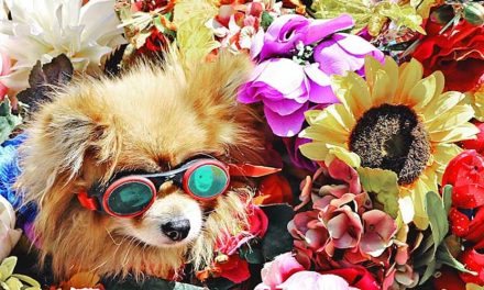 Understanding a Dog’s Coordination of Senses