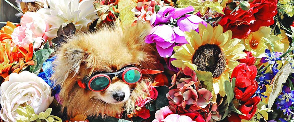 Understanding a Dog’s Coordination of Senses