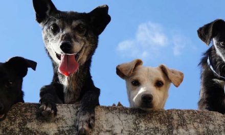 The Courtship of Dogs: Understanding Canine Romance