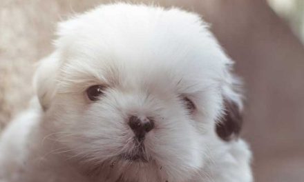 Critical Periods of Puppy Development: Understanding and Nurturing Growth