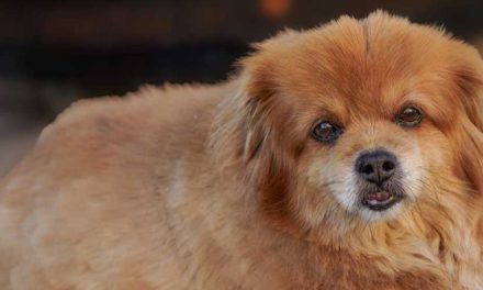 Does Cultural Differences Affect the Behavior and Personality of Dog Breeds?