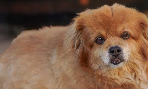 Does Cultural Differences Affect the Behavior and Personality of Dog Breeds?