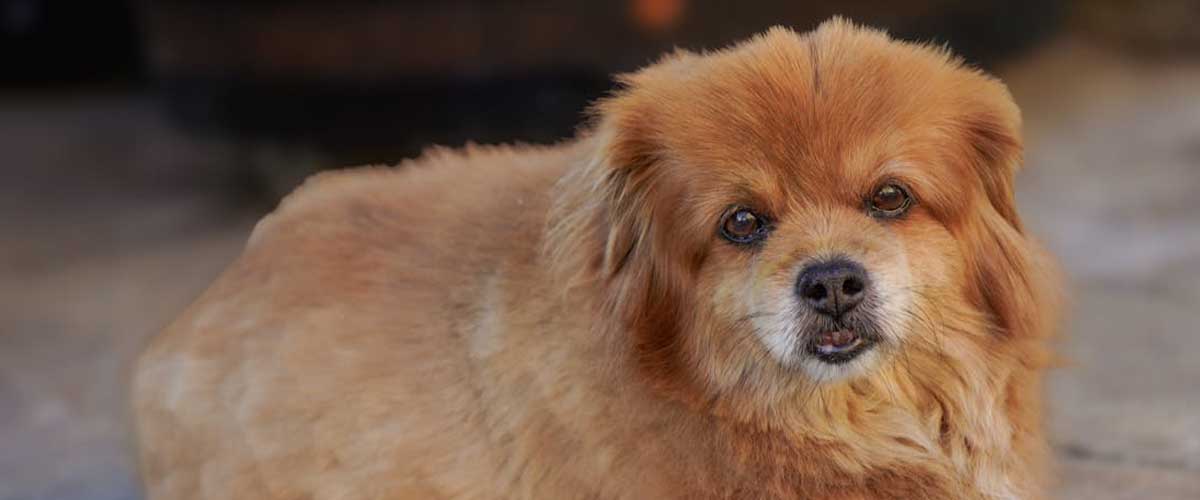 Does Cultural Differences Affect the Behavior and Personality of Dog Breeds?