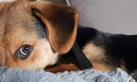 The Territorial Instinct in Dogs: History and Evolution