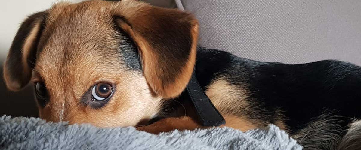 The Territorial Instinct in Dogs: History and Evolution