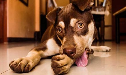 Deprogramming Unwanted Learned Dog Behaviors