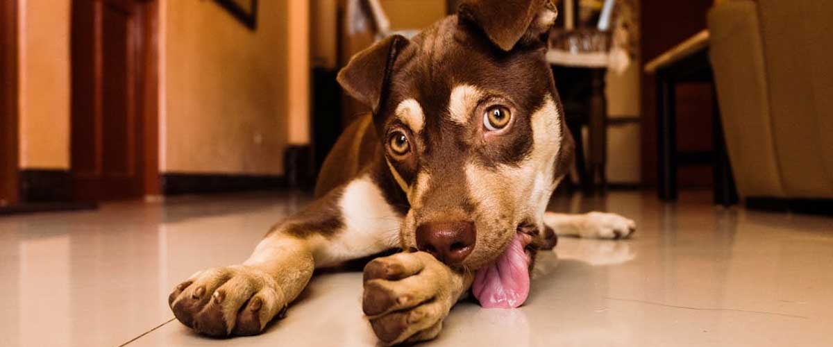 Deprogramming Unwanted Learned Dog Behaviors