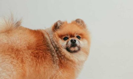 What to Do Next Now That Your Dog’s Diarrhea is Gone