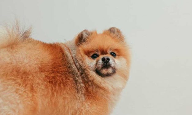 What to Do Next Now That Your Dog’s Diarrhea is Gone