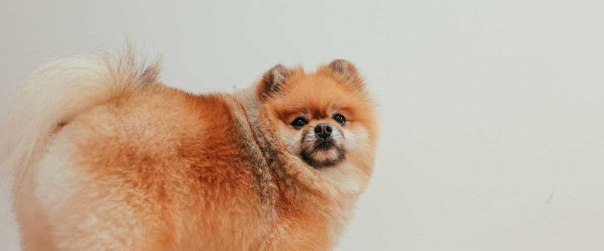 What to Do Next Now That Your Dog’s Diarrhea is Gone