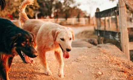 Understanding Dog Disc Prolapse: Causes, Symptoms, and Treatment