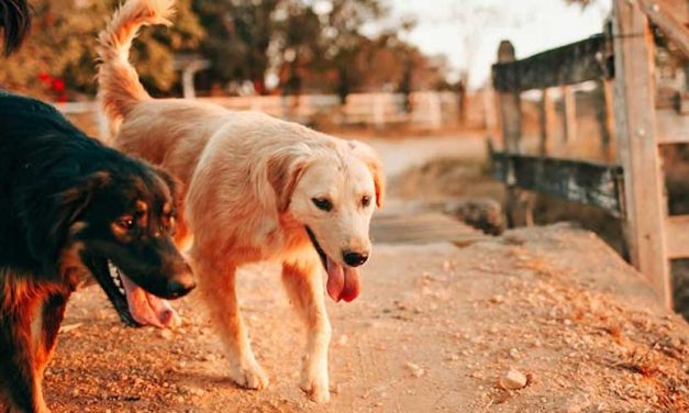 Understanding Dog Disc Prolapse: Causes, Symptoms, and Treatment