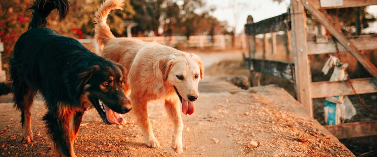 Understanding Dog Disc Prolapse: Causes, Symptoms, and Treatment