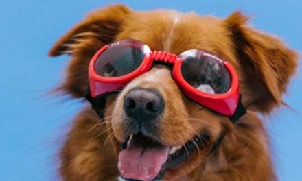 Understanding the Independent Spirit of Certain Dog Types