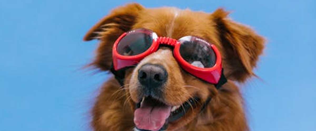 Understanding the Independent Spirit of Certain Dog Types