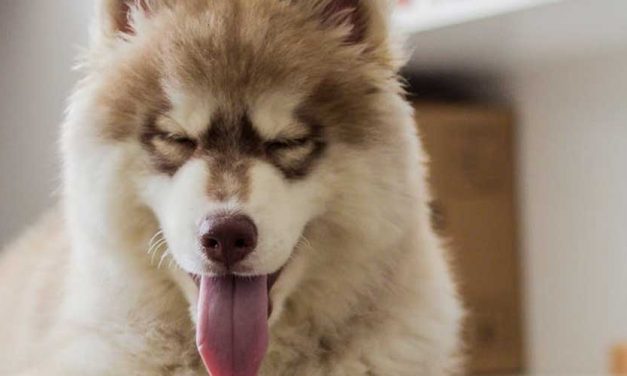 Expand Your Understanding of Dog Behavior