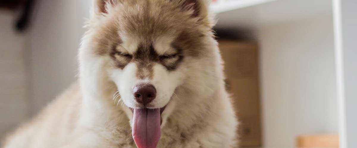 Expand Your Understanding of Dog Behavior