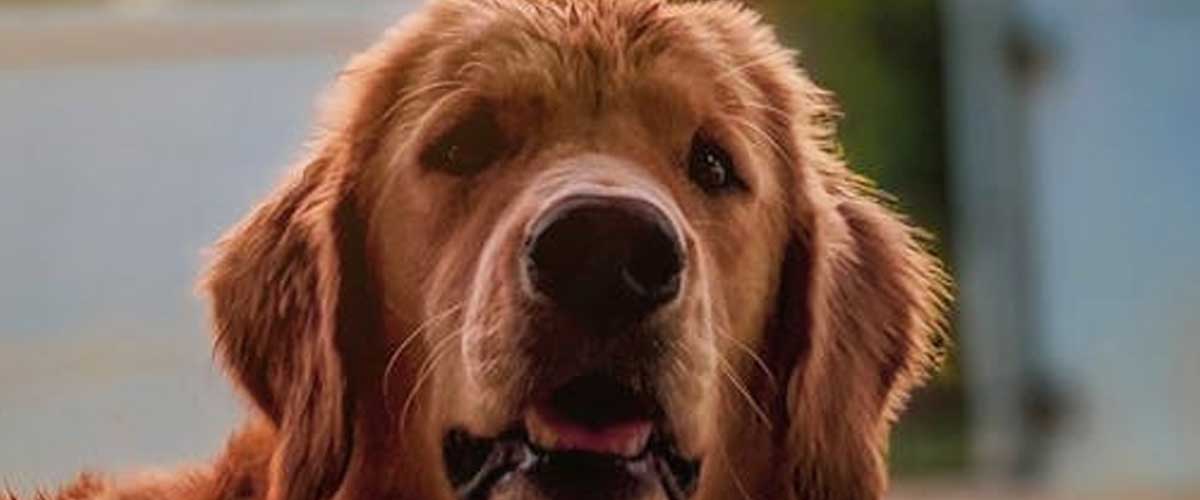 Understanding Dog Bone Growth: A Guide for Pet Owners