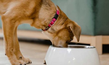 From Picky Eater to Empty Bowl: A Helpful Guide for Parents