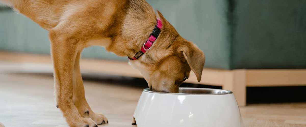 From Picky Eater to Empty Bowl: A Helpful Guide for Parents