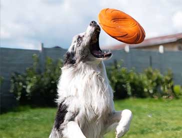 there are many great ways to exercise your dog