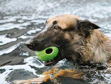 dogs love water and it is a great way to exercise your dog