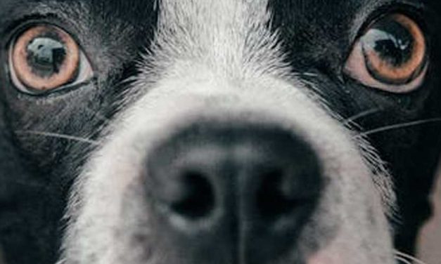 Understanding Dog Genetics: The Science Behind Our Canine Companions