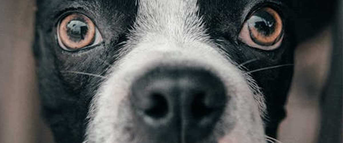 Understanding Dog Genetics: The Science Behind Our Canine Companions