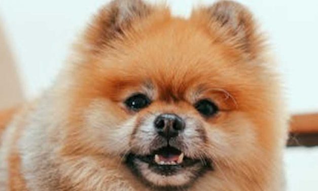 Understanding Hypervigilance in Your Dog