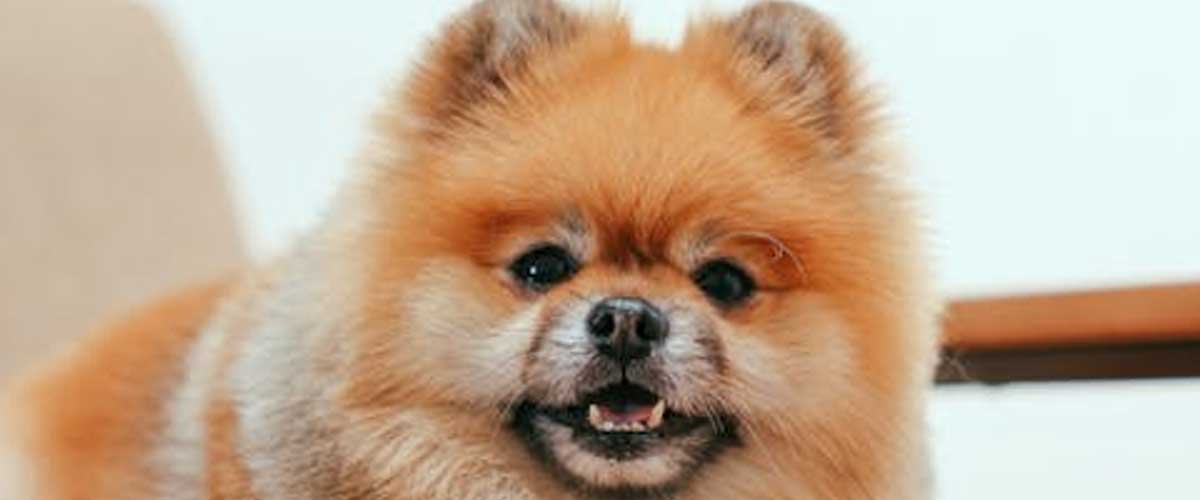 Understanding Hypervigilance in Your Dog