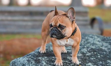 Pay for Dog Insurance or Put the Money into an ISA?