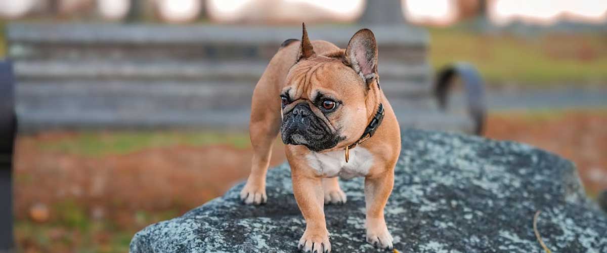 Pay for Dog Insurance or Put the Money into an ISA?