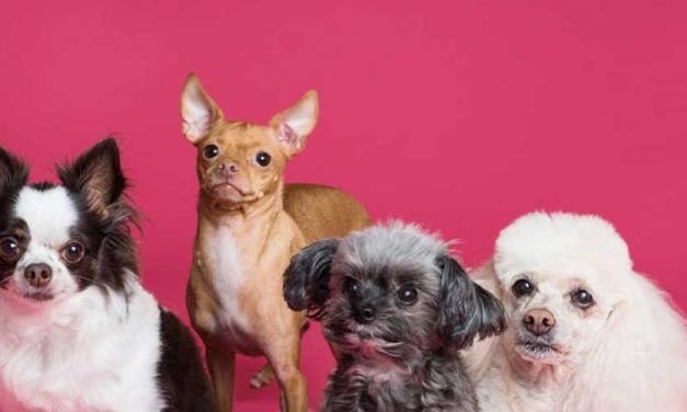 Understanding Dog Joint Problems in Specific Breeds