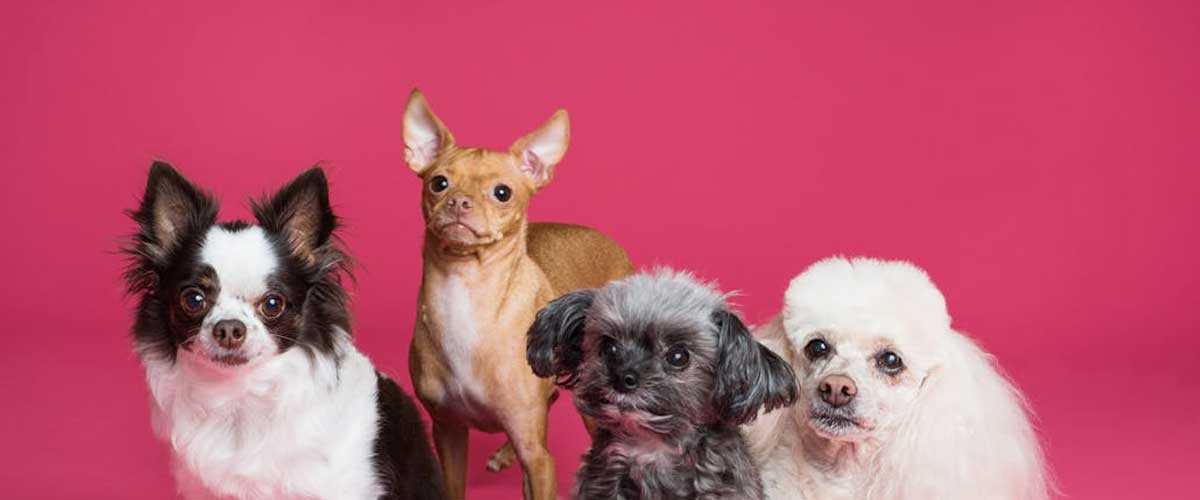 Understanding Dog Joint Problems in Specific Breeds