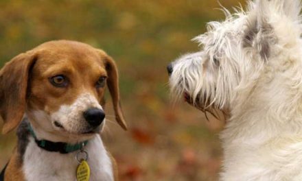 Understanding Dog Ligaments and Tendons: The Backbone of Canine Mobility