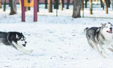 Understanding the Different Types of Muscle in Your Dog