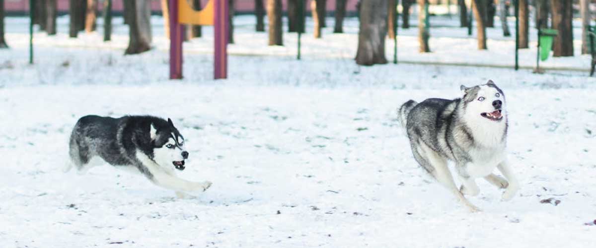 Understanding the Different Types of Muscle in Your Dog