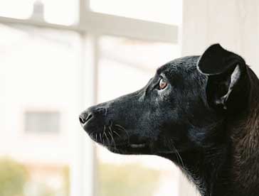 dogs not walked get sad