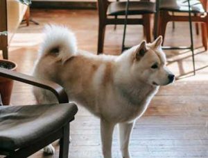 when a dog is not walked they get sad and depressed