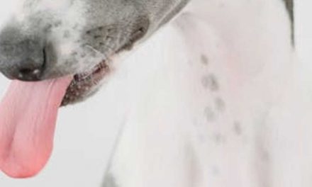 Training Racing Dogs for the Gambling Sport