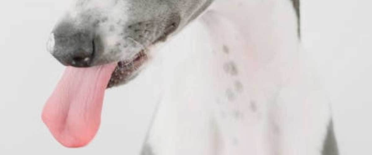 Training Racing Dogs for the Gambling Sport