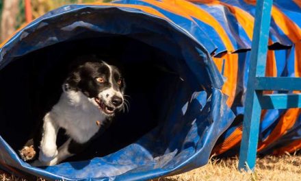 The Excitement of Dog Show Trials