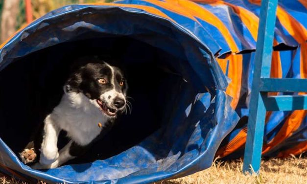 The Excitement of Dog Show Trials