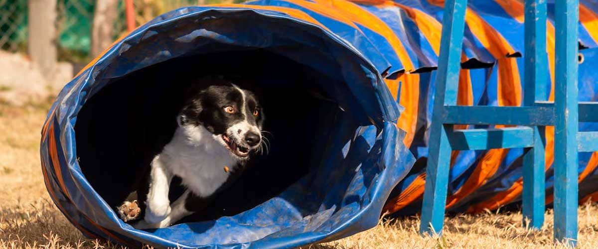 The Excitement of Dog Show Trials