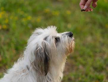 dog group training sessions