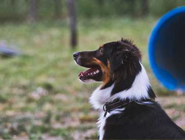 group dog training outside