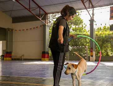 dogs can achieve much in group training classes