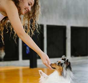 have you tried group dog training