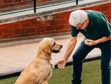 there are many affordable dog training classes