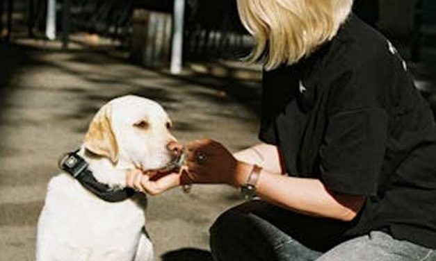 Understanding Reactive Dogs and the Role of Group Training Classes